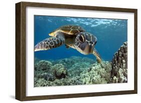 Hawaiian Green Sea Turtle-Swims with Fish-Framed Photographic Print