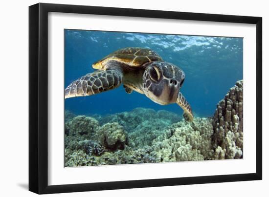 Hawaiian Green Sea Turtle-Swims with Fish-Framed Photographic Print