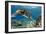 Hawaiian Green Sea Turtle-Swims with Fish-Framed Photographic Print