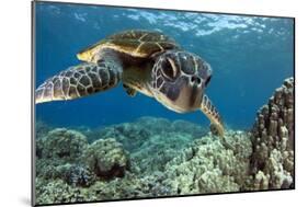 Hawaiian Green Sea Turtle-Swims with Fish-Mounted Photographic Print