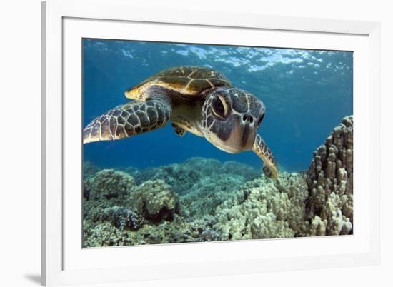 Hawaiian Green Sea Turtle-Swims with Fish-Framed Photographic Print