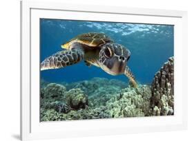 Hawaiian Green Sea Turtle-Swims with Fish-Framed Photographic Print