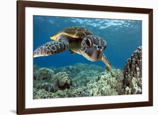 Hawaiian Green Sea Turtle-Swims with Fish-Framed Photographic Print