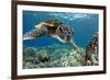 Hawaiian Green Sea Turtle-Swims with Fish-Framed Photographic Print