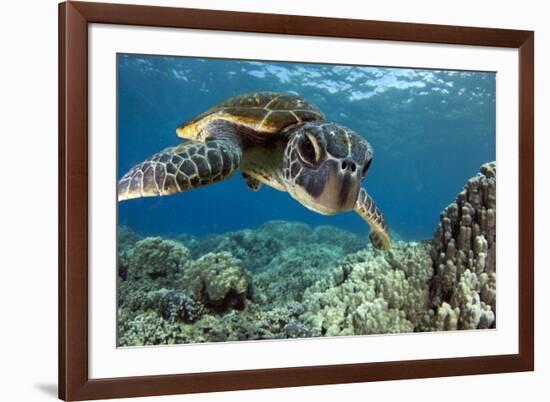 Hawaiian Green Sea Turtle-Swims with Fish-Framed Photographic Print