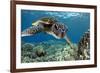 Hawaiian Green Sea Turtle-Swims with Fish-Framed Photographic Print