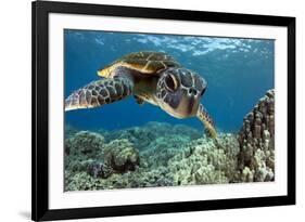 Hawaiian Green Sea Turtle-Swims with Fish-Framed Photographic Print