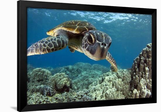 Hawaiian Green Sea Turtle-Swims with Fish-Framed Photographic Print