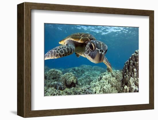 Hawaiian Green Sea Turtle-Swims with Fish-Framed Photographic Print