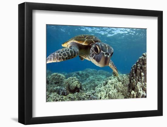 Hawaiian Green Sea Turtle-Swims with Fish-Framed Photographic Print