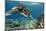 Hawaiian Green Sea Turtle-Swims with Fish-Mounted Photographic Print