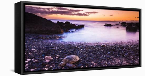 Hawaiian Green Sea Turtles on a Lava Beach at Sunset, Kohala Coast, the Big Island, Hawaii-Russ Bishop-Framed Stretched Canvas