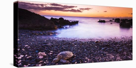 Hawaiian Green Sea Turtles on a Lava Beach at Sunset, Kohala Coast, the Big Island, Hawaii-Russ Bishop-Stretched Canvas