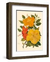 Hawaiian Hibiscus - Honolulu, Hawaii USA-Dorothy Falcon Platt-Framed Art Print