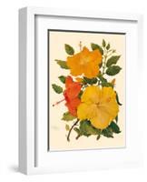 Hawaiian Hibiscus - Honolulu, Hawaii USA-Dorothy Falcon Platt-Framed Art Print