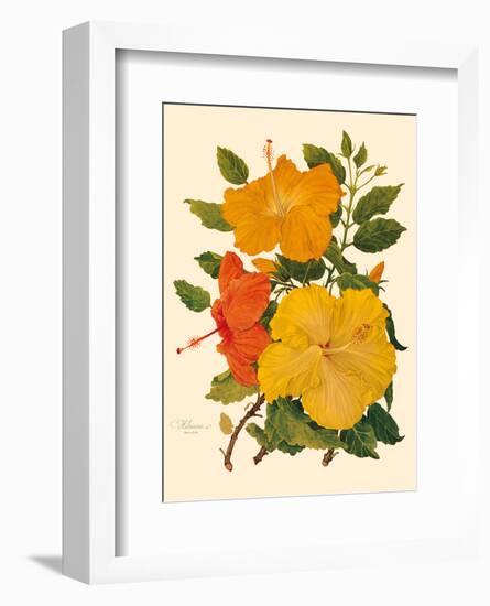 Hawaiian Hibiscus - Honolulu, Hawaii USA-Dorothy Falcon Platt-Framed Art Print