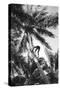 Hawaiian Islands View of Climbing Coconut Tree Photograph - Hawaii-Lantern Press-Stretched Canvas