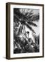 Hawaiian Islands View of Climbing Coconut Tree Photograph - Hawaii-Lantern Press-Framed Art Print