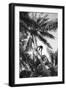 Hawaiian Islands View of Climbing Coconut Tree Photograph - Hawaii-Lantern Press-Framed Art Print