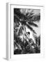 Hawaiian Islands View of Climbing Coconut Tree Photograph - Hawaii-Lantern Press-Framed Art Print