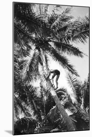 Hawaiian Islands View of Climbing Coconut Tree Photograph - Hawaii-Lantern Press-Mounted Art Print