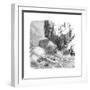 Hawaiian Men Surfing Using Wooden Boards, C1895-null-Framed Giclee Print