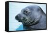 Hawaiian Monk Seal Close Up of Head-null-Framed Stretched Canvas