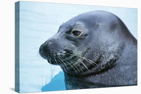 Hawaiian Monk Seal Close Up of Head-null-Stretched Canvas