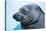 Hawaiian Monk Seal Close Up of Head-null-Stretched Canvas