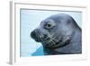 Hawaiian Monk Seal Close Up of Head-null-Framed Photographic Print