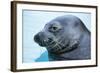 Hawaiian Monk Seal Close Up of Head-null-Framed Photographic Print