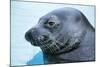 Hawaiian Monk Seal Close Up of Head-null-Mounted Photographic Print