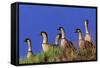 Hawaiian Nene Geese-null-Framed Stretched Canvas