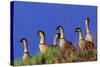 Hawaiian Nene Geese-null-Stretched Canvas