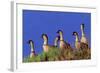 Hawaiian Nene Geese-null-Framed Photographic Print