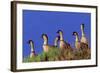 Hawaiian Nene Geese-null-Framed Photographic Print