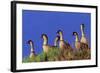 Hawaiian Nene Geese-null-Framed Photographic Print