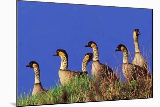 Hawaiian Nene Geese-null-Mounted Photographic Print