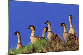 Hawaiian Nene Geese-null-Mounted Photographic Print