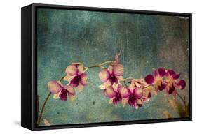 Hawaiian Orchid-pdb1-Framed Stretched Canvas