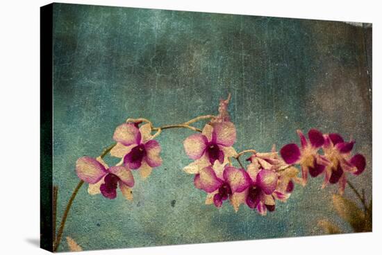 Hawaiian Orchid-pdb1-Stretched Canvas