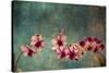 Hawaiian Orchid-pdb1-Stretched Canvas