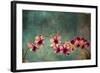 Hawaiian Orchid-pdb1-Framed Art Print