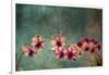 Hawaiian Orchid-pdb1-Framed Art Print