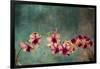 Hawaiian Orchid-pdb1-Framed Art Print