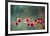 Hawaiian Orchid-pdb1-Framed Art Print