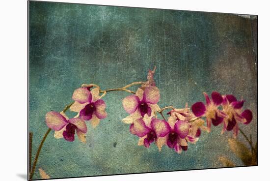 Hawaiian Orchid-pdb1-Mounted Art Print