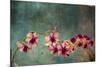 Hawaiian Orchid-pdb1-Mounted Art Print