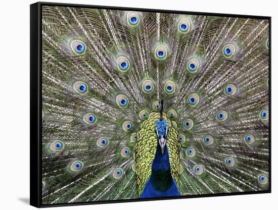 Hawaiian Peacock-Jim Collins-Framed Stretched Canvas