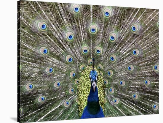 Hawaiian Peacock-Jim Collins-Stretched Canvas